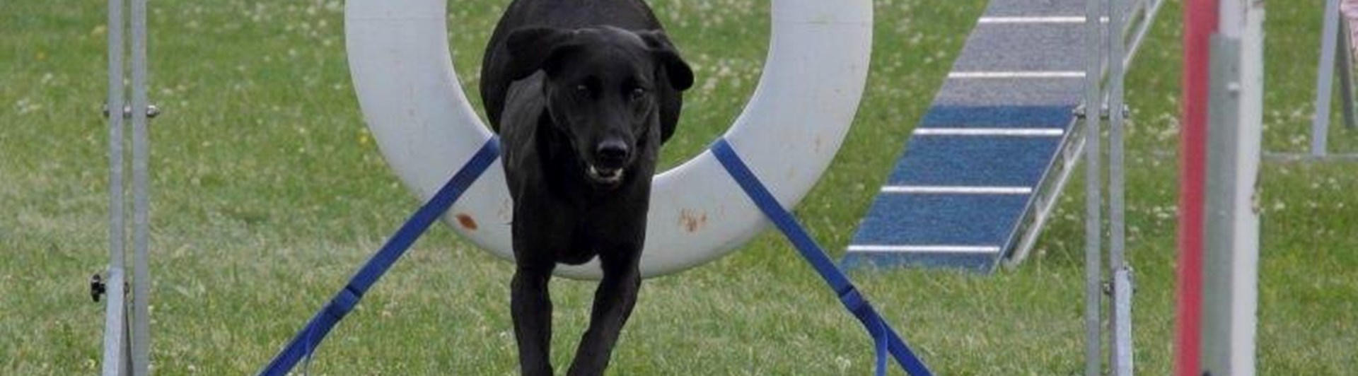Jakt labrador hoppar genom ett däckhinder på agilitybanan.