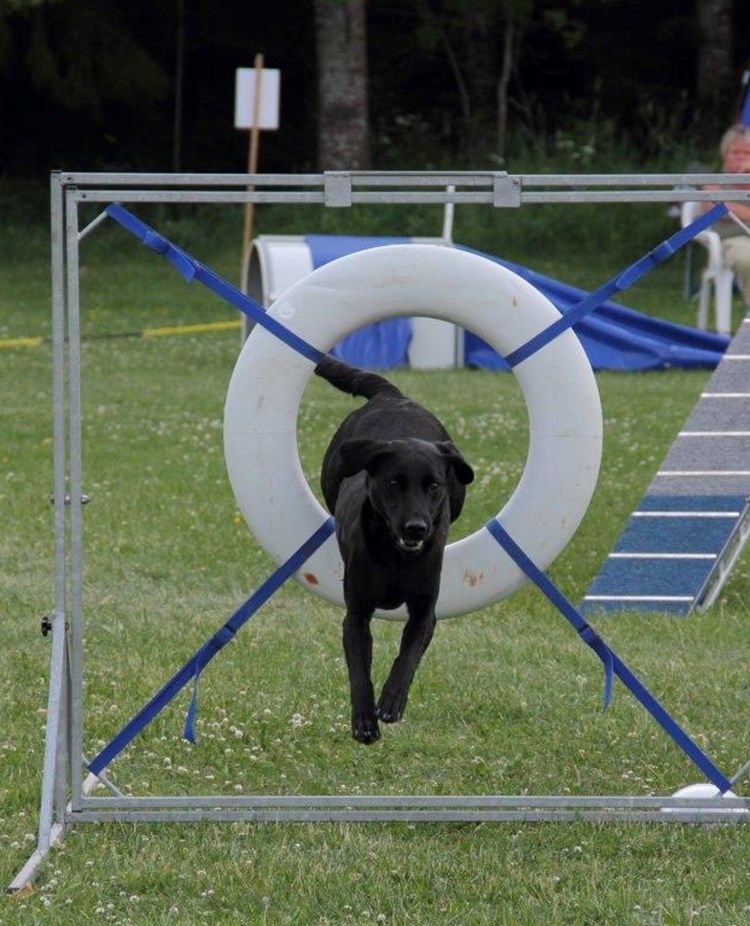 Jakt labrador hoppar genom ett däckhinder på agilitybanan.