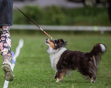 KM vinnare 2024 i Hoopers Small: Jeanette Helgeroth & Ezzi