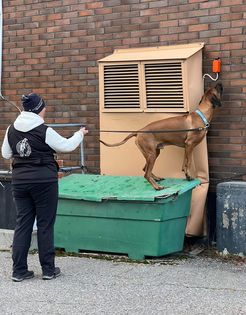 Rhodesian ridgeback hittar en nosework gömma när han står på en grön sandlåda. Gömman sitter på väggen.