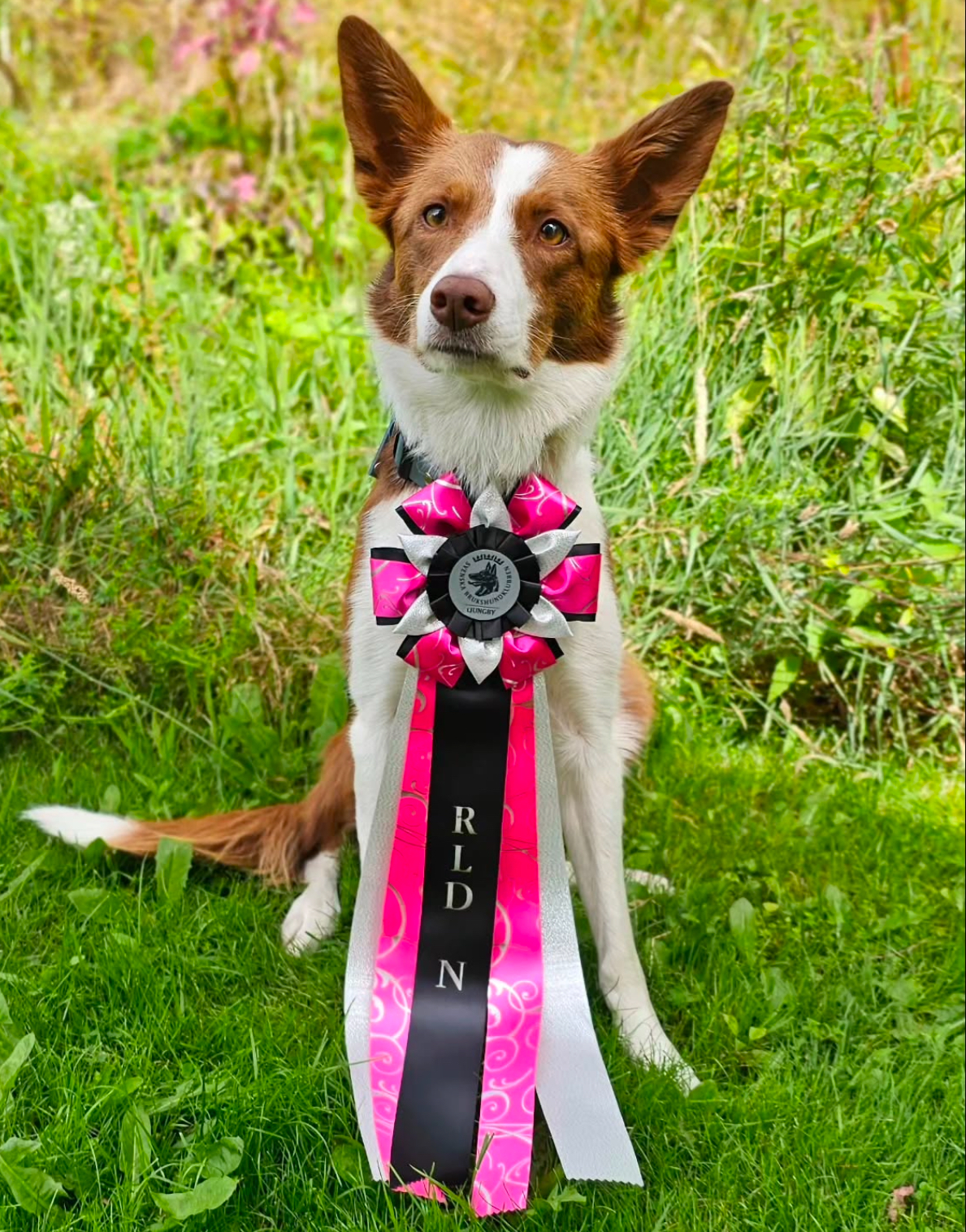 Årets Hund 2024 - Årets Nybörjare Rallylydnad