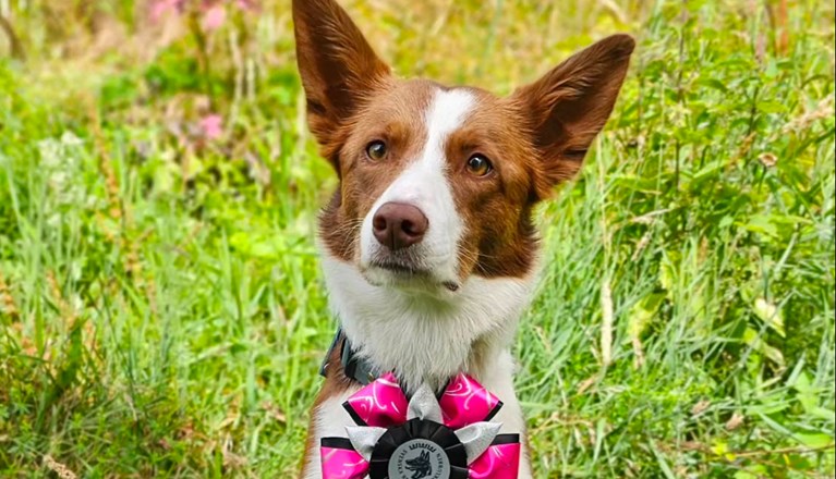 Årets Hund 2024 - Årets Nybörjare Rallylydnad