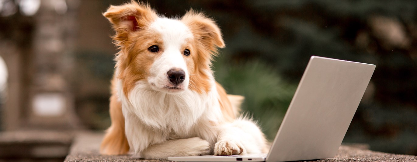 Border collie med ena tassen på en dator