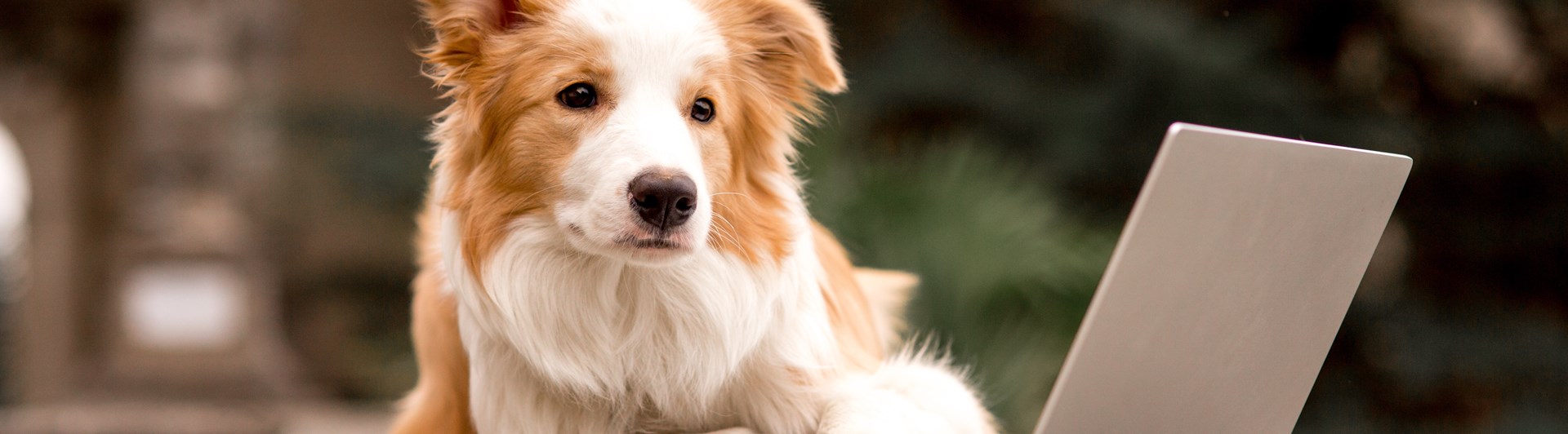Border collie med ena tassen på en dator