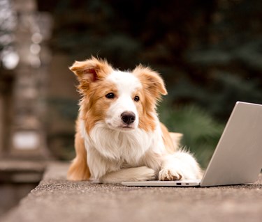 Border collie med ena tassen på en dator