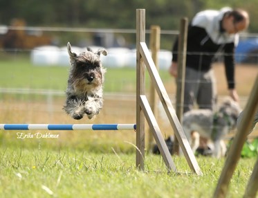 agility