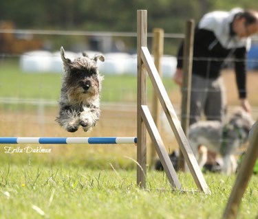 agility