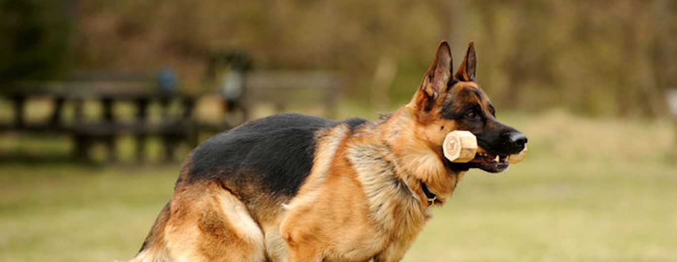 Foto: Julia Indergand