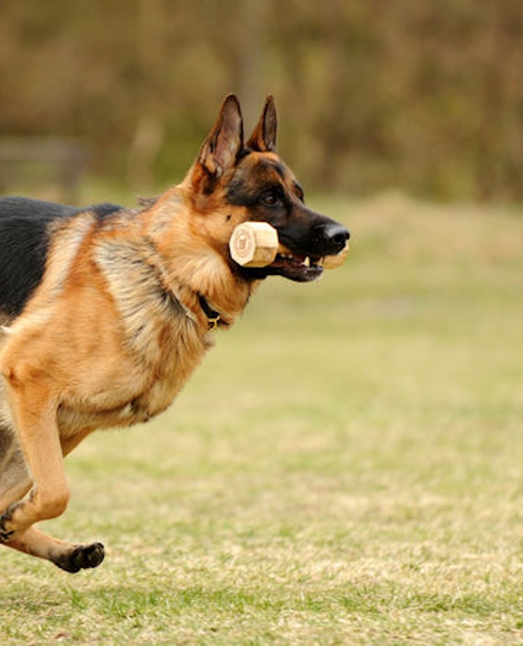 Foto: Julia Indergand