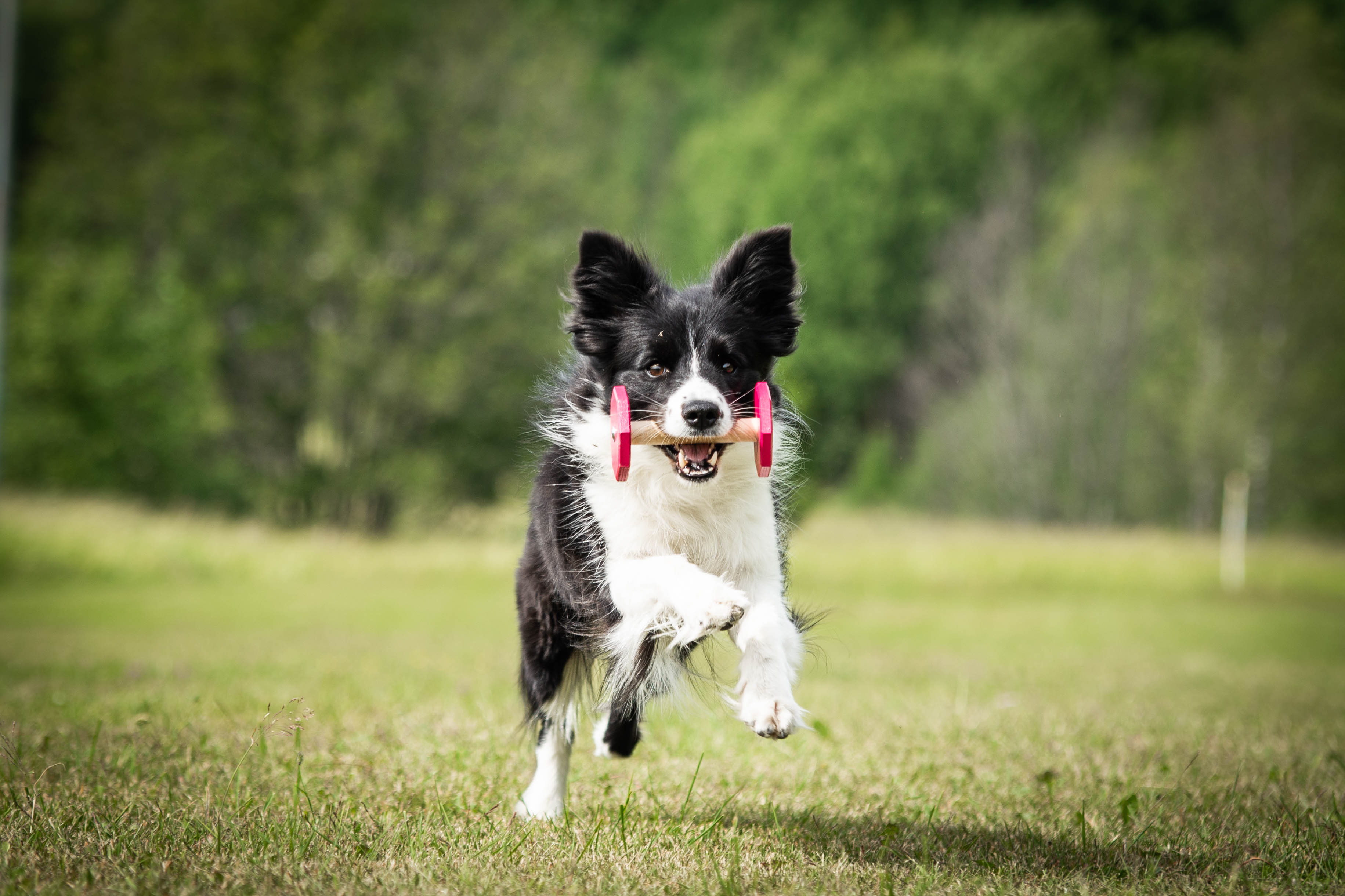 Springande svartvit border collie med träapport i munnen