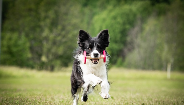 Springande svartvit border collie med träapport i munnen