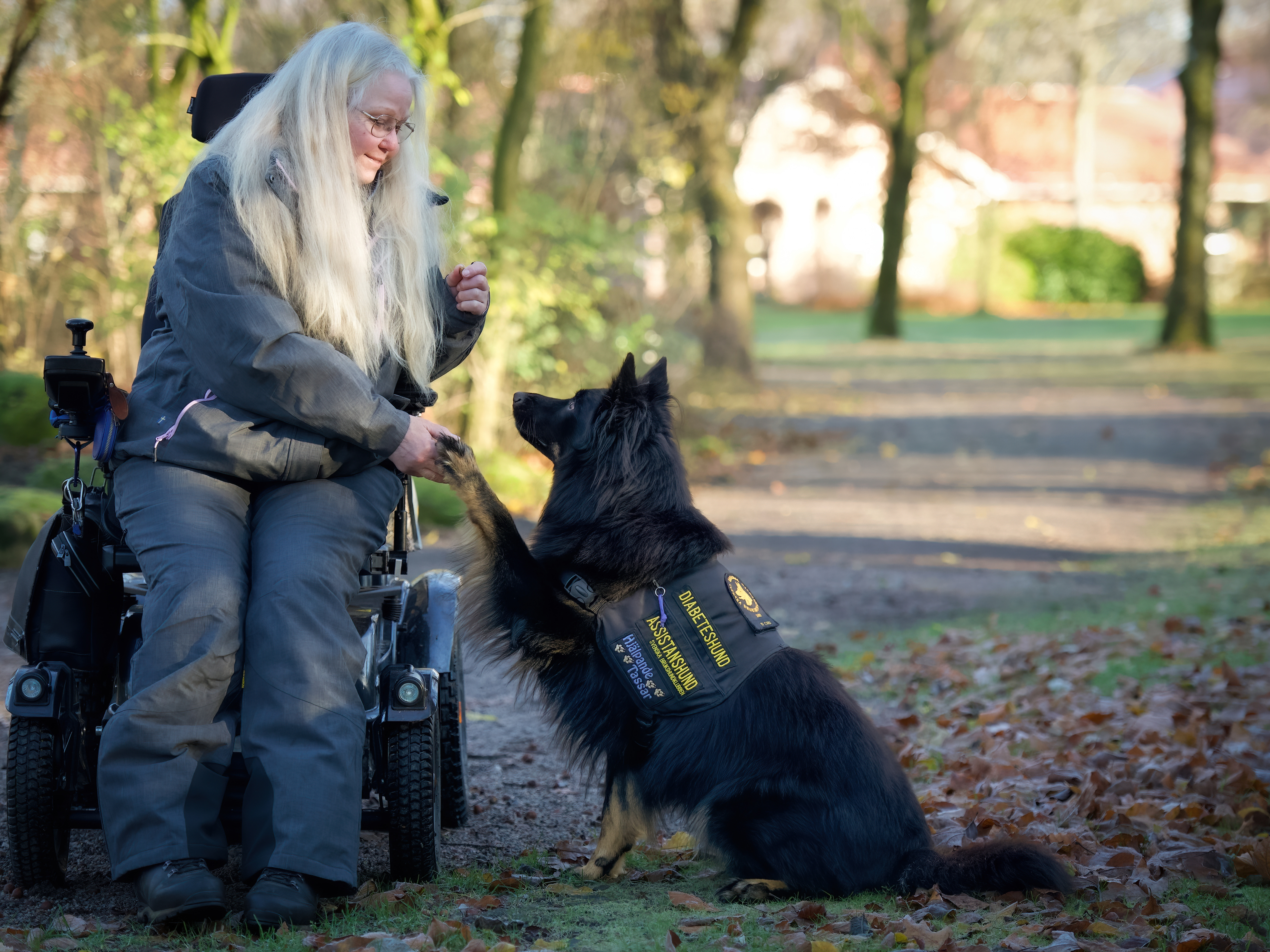 Årets Tjänstehund 2024 är diabeteshunden Gino. På bilden syns han tillsammans med sin matte.