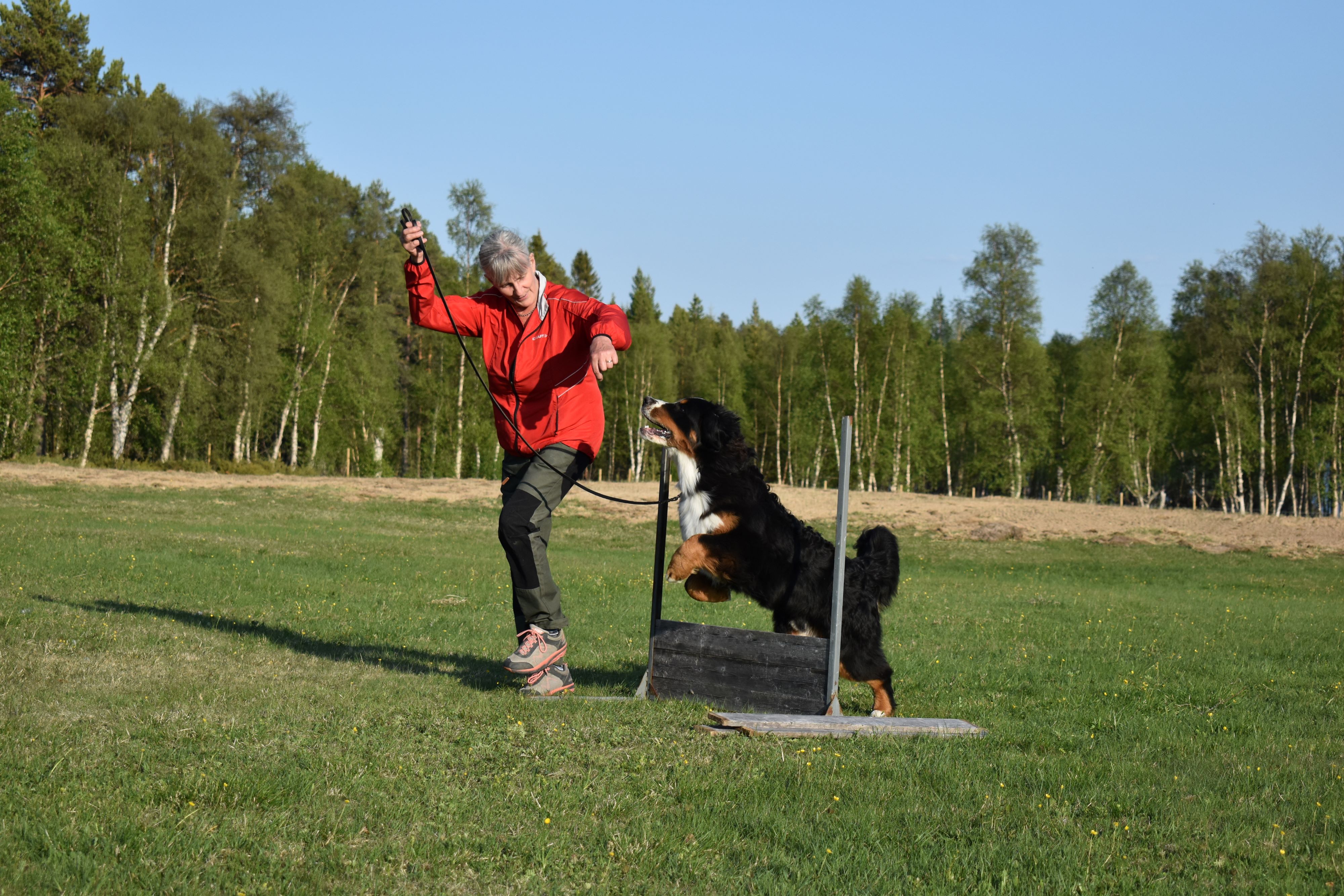 Berner sennenhunden Figo hoppar hinder.