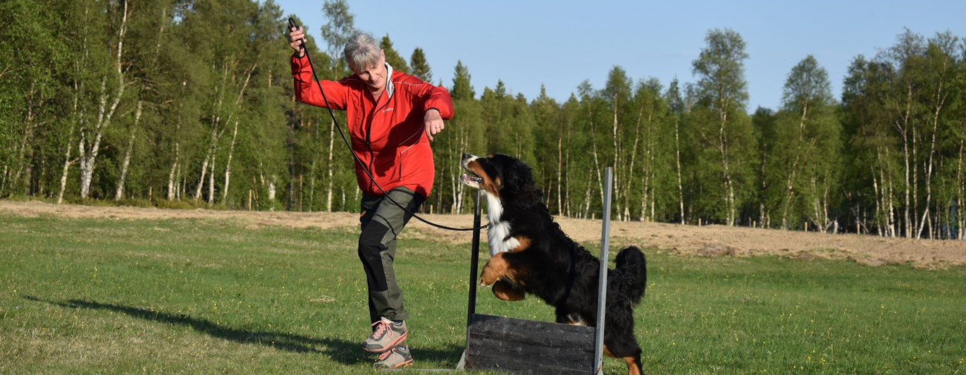 Berner sennenhunden Figo hoppar hinder.