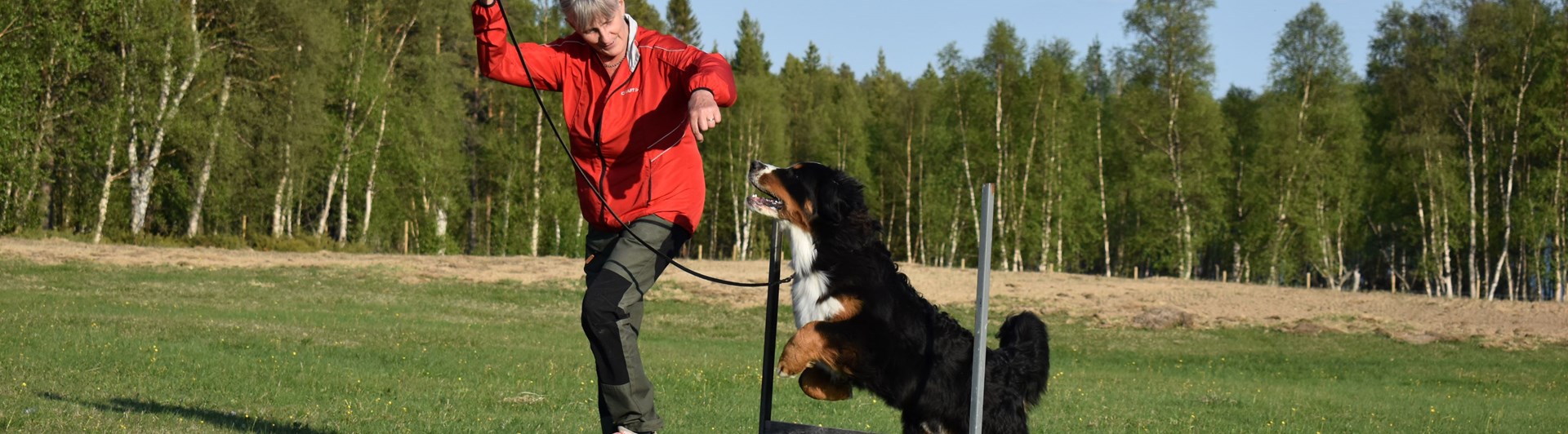 Berner sennenhunden Figo hoppar hinder.