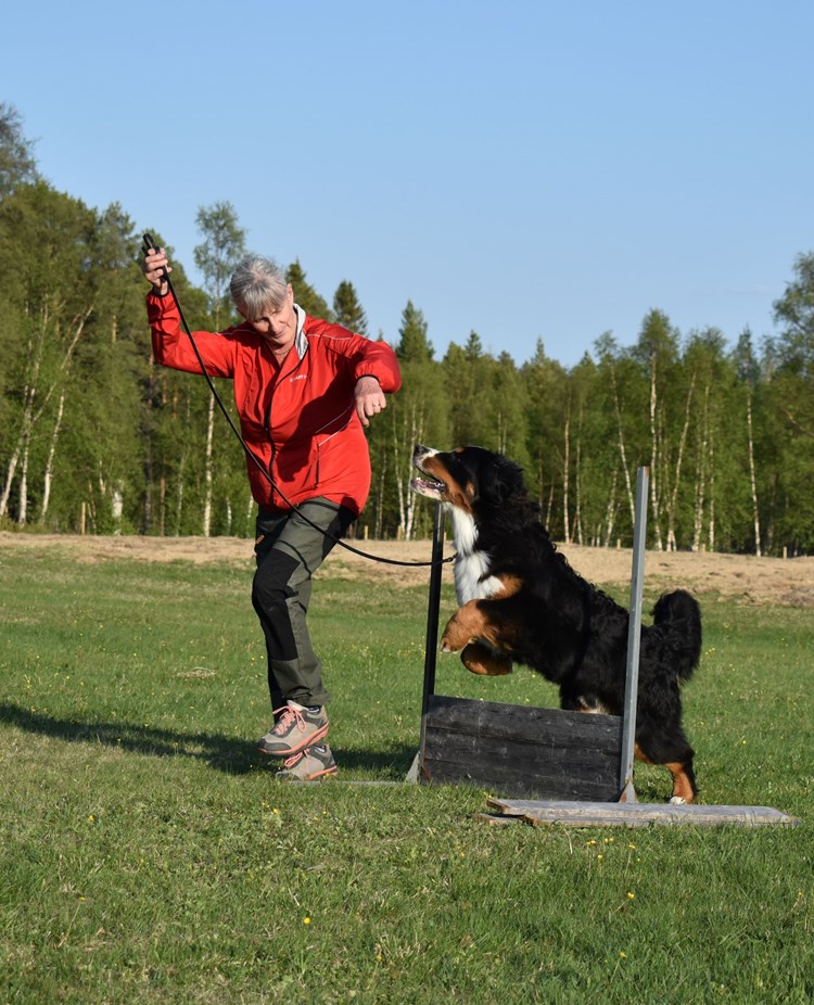 Berner sennenhunden Figo hoppar hinder.