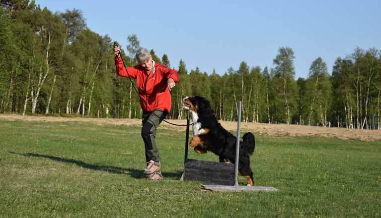 Berner sennenhunden Figo hoppar hinder.