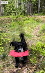 Totte apporterar i skogen