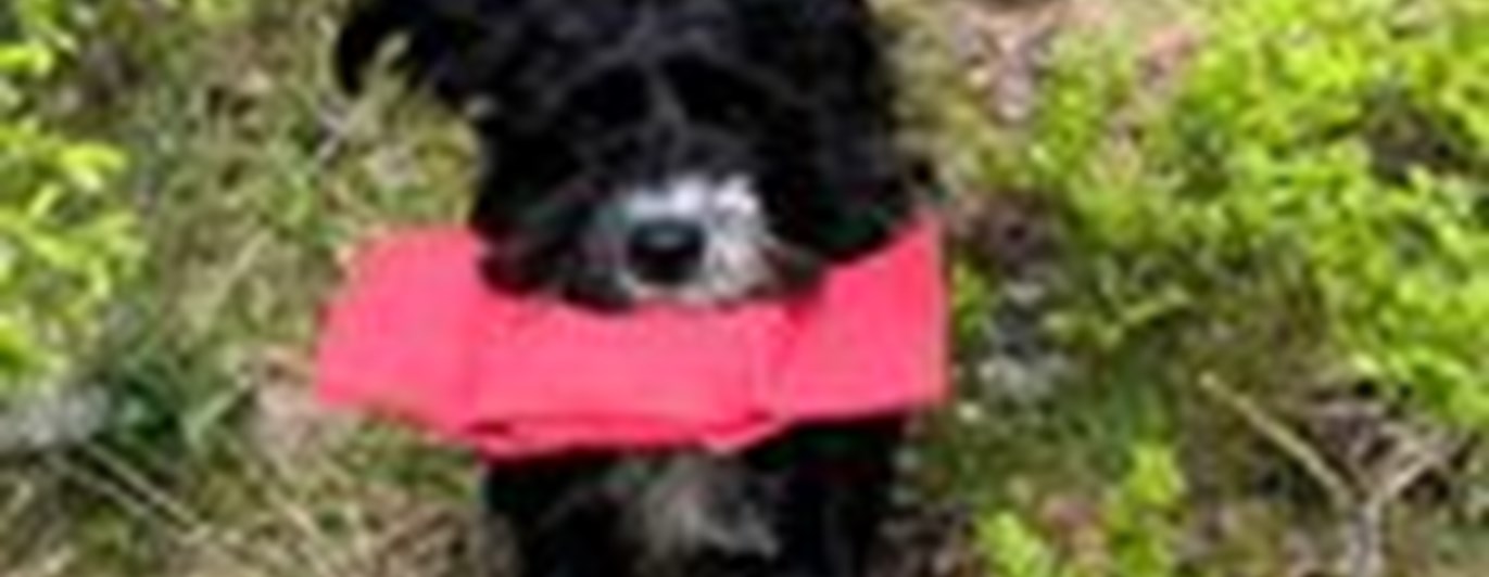 Totte apporterar i skogen