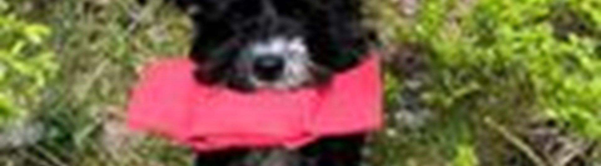 Totte apporterar i skogen