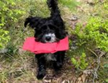 Totte apporterar i skogen