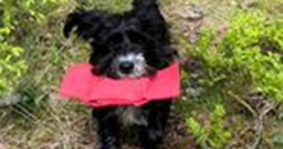 Totte apporterar i skogen