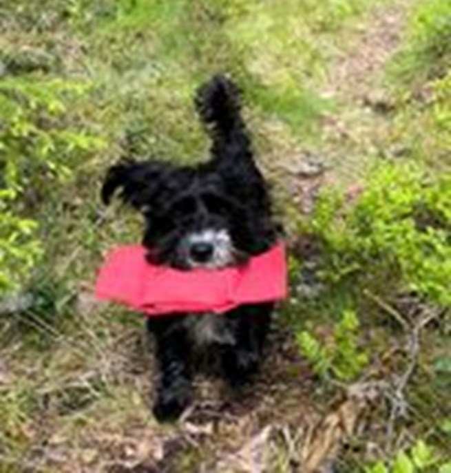 Totte apporterar i skogen