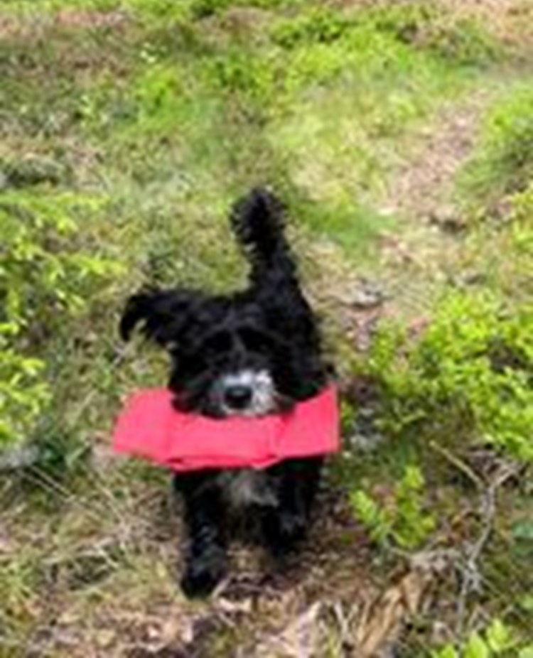 Totte apporterar i skogen