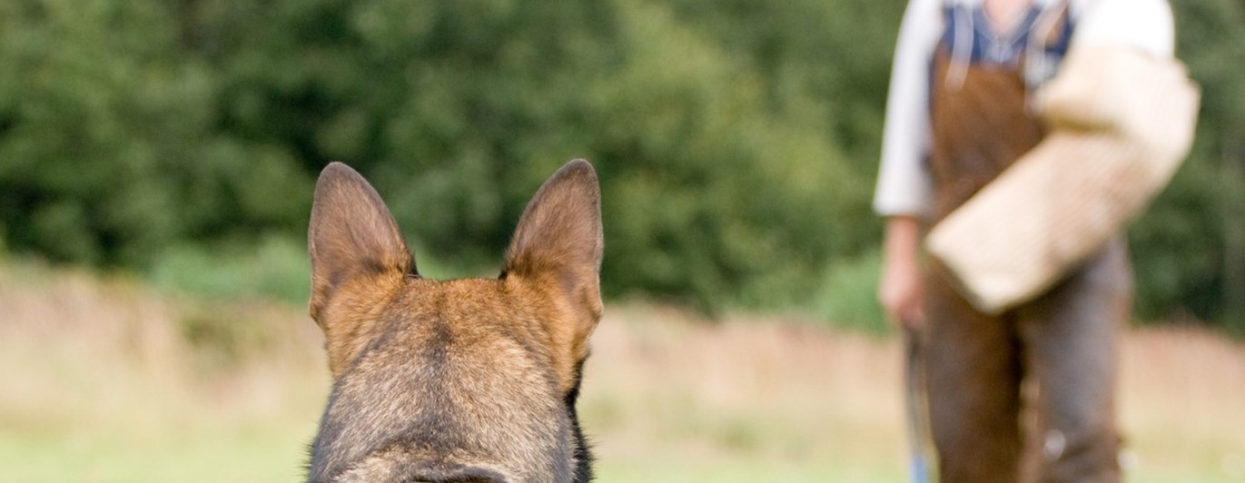 Schäfer bevakar IGP figurant