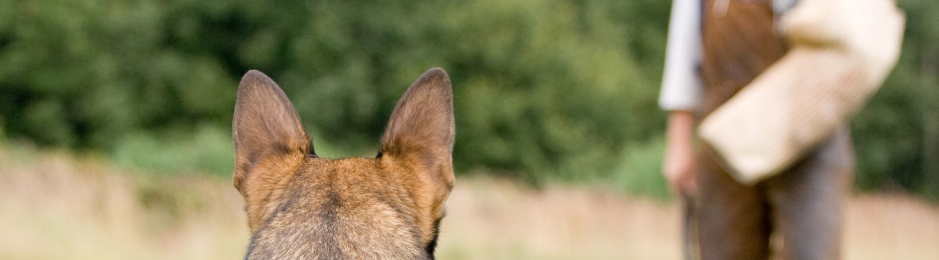 Schäfer bevakar IGP figurant