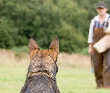 Schäfer bevakar IGP figurant