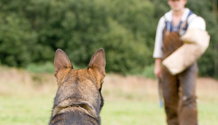 Schäfer bevakar IGP figurant