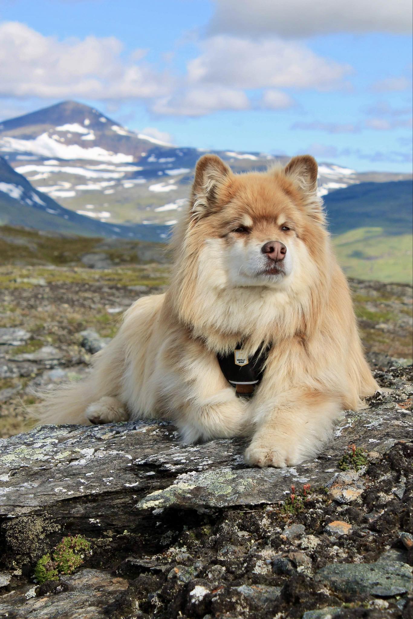 Arjeplog Brukshundklubb