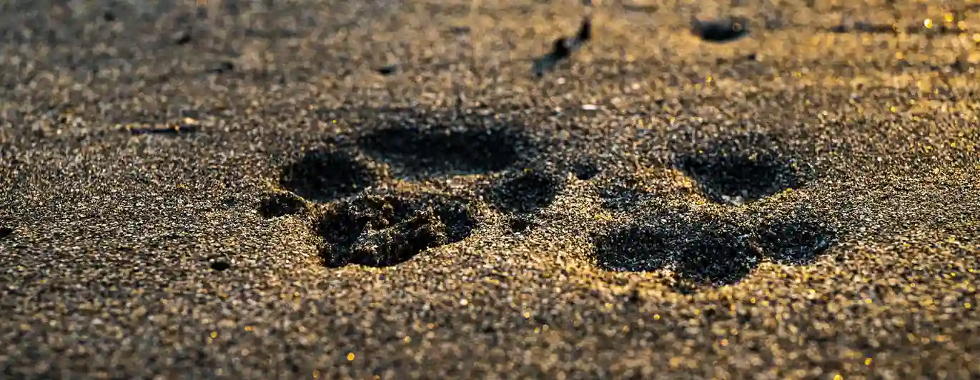 Bild som visar två tassavtryck i sand.