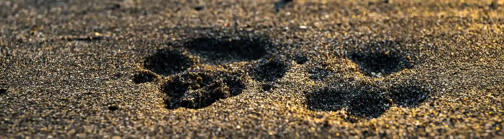 Bild som visar två tassavtryck i sand.