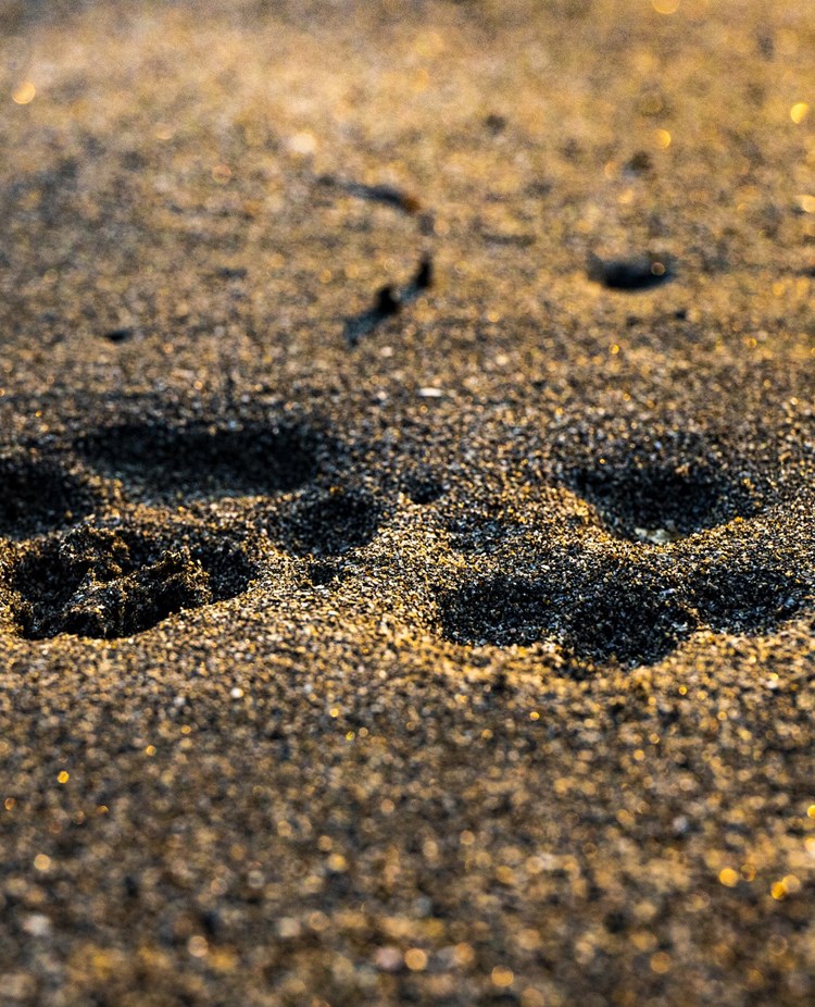 Bild som visar två tassavtryck i sand.