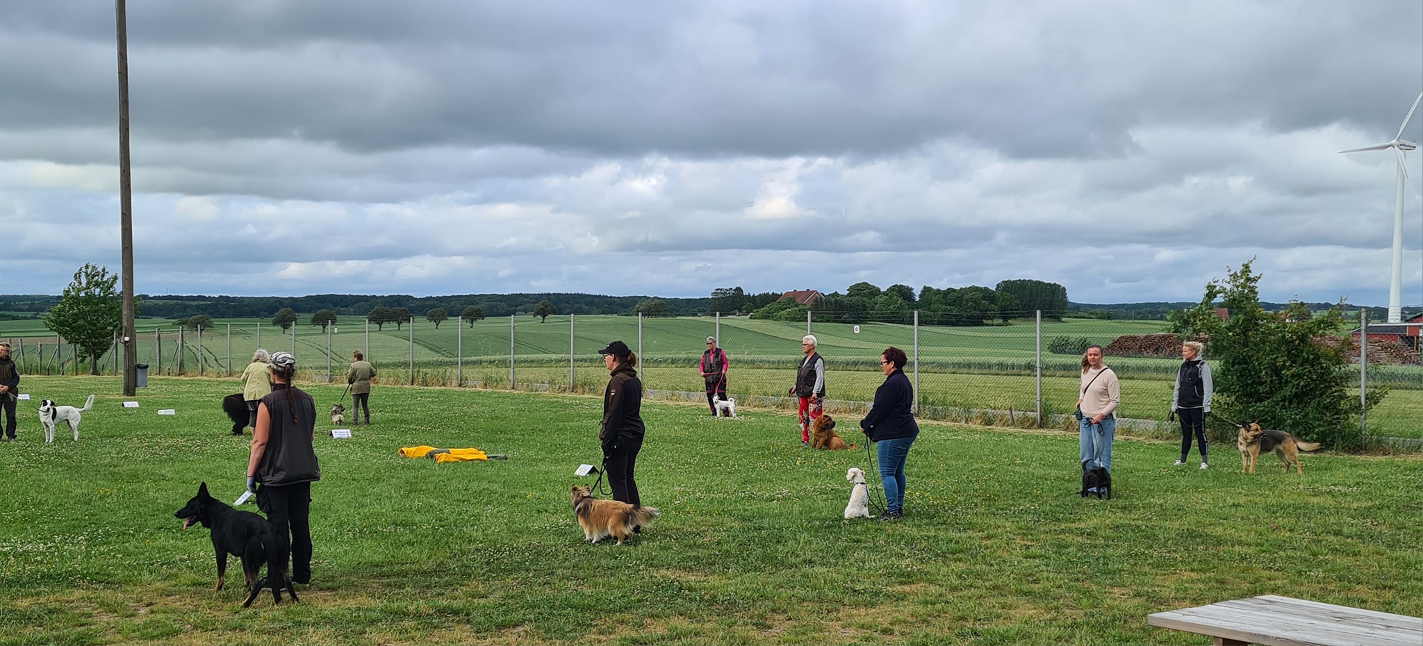 Hundträning i grupp. 