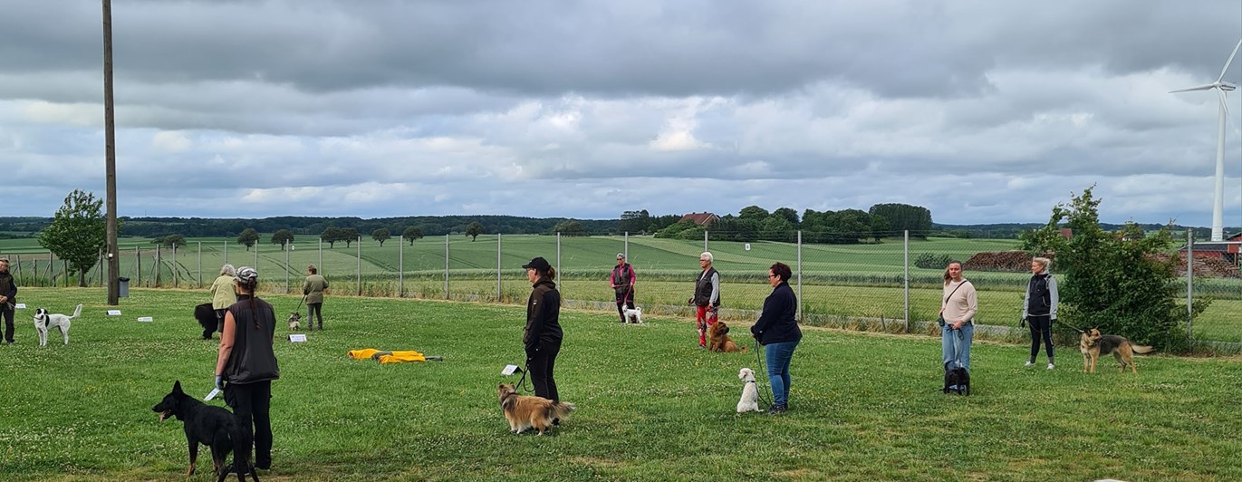 Hundträning i grupp.