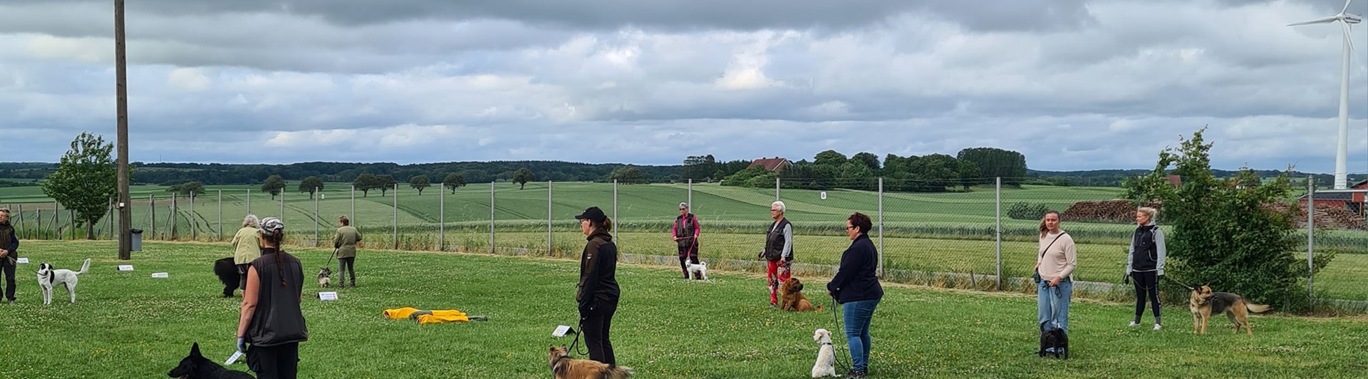 Hundträning i grupp.