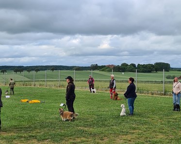 Hundträning i grupp.