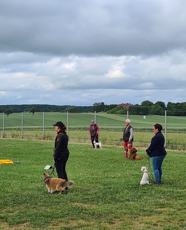 Hundträning i grupp.