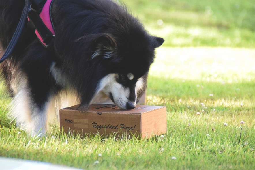 Finsk lapphund luktar på pizzakartong
