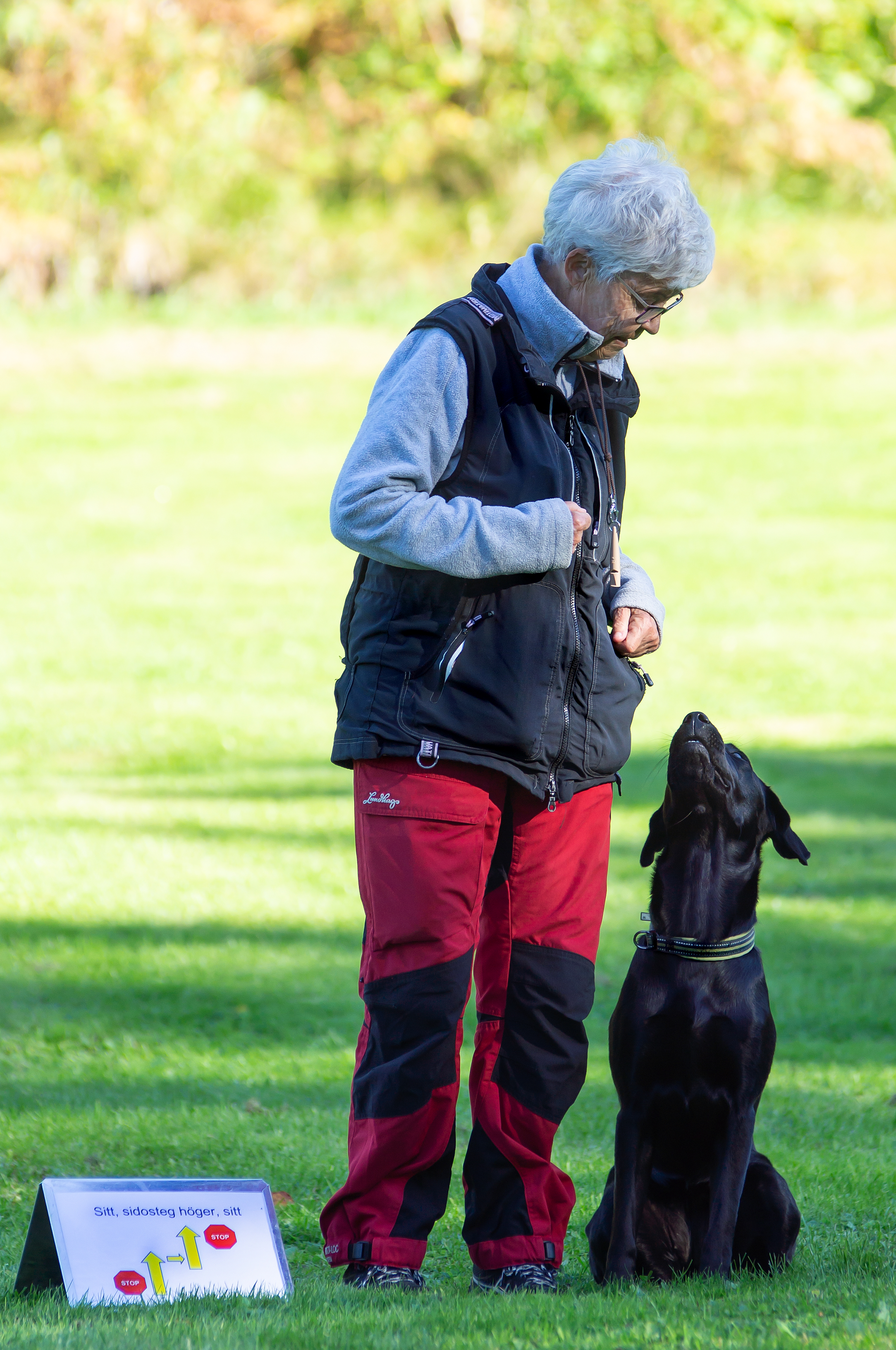 Labradoren Skoja sitter fint på vänster sida om sin förare, en äldre dam med grått hår. Rallyskylt till höger om ekipaget instruerar.