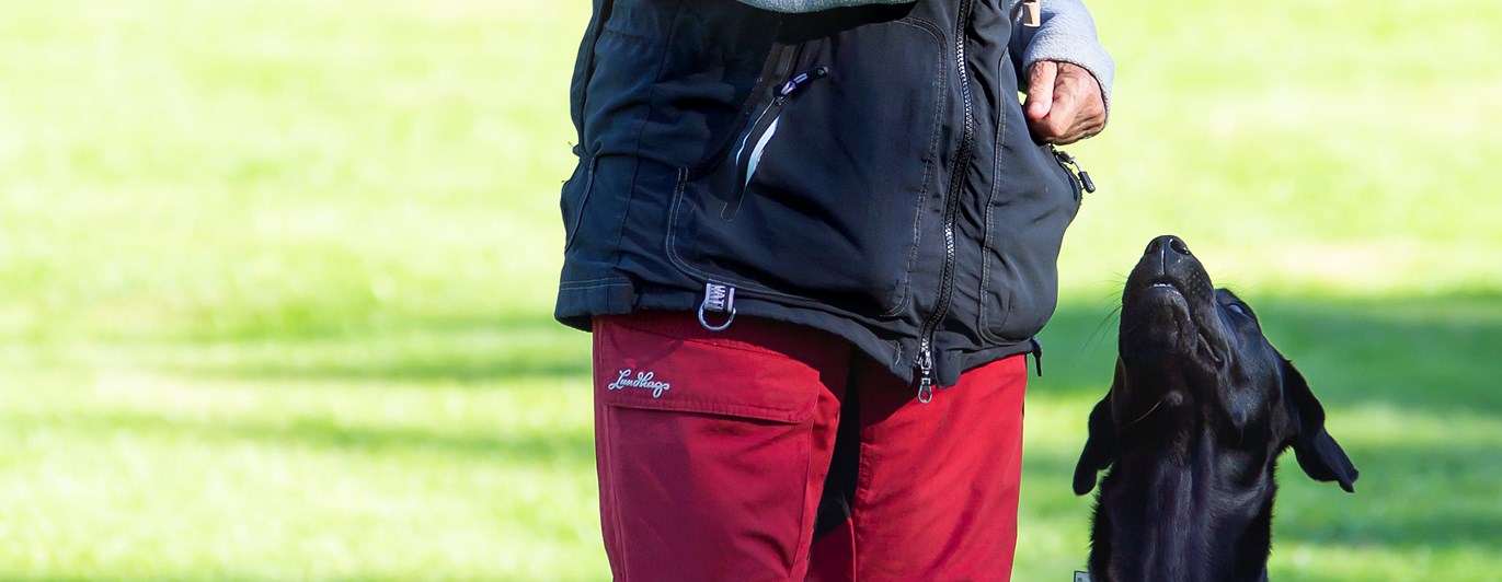 Labradoren Skoja sitter fint på vänster sida om sin förare, en äldre dam med grått hår. Rallyskylt till höger om ekipaget instruerar.