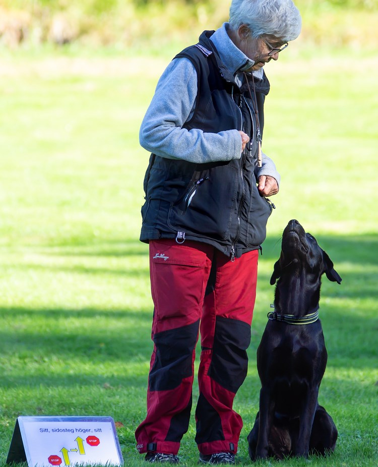 Labradoren Skoja sitter fint på vänster sida om sin förare, en äldre dam med grått hår. Rallyskylt till höger om ekipaget instruerar.
