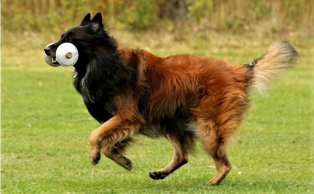 Tervueren apporterar metall