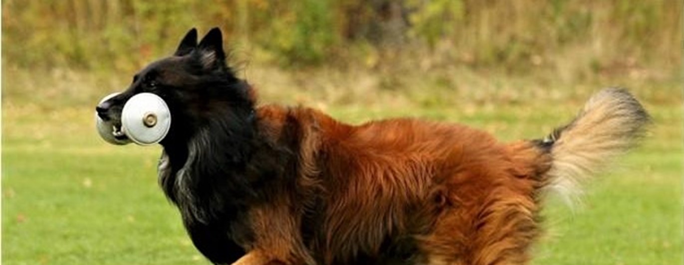 Tervueren apporterar metall