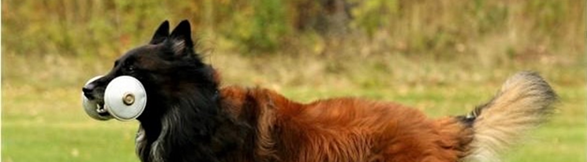 Tervueren apporterar metall