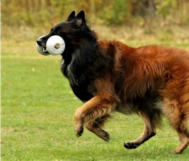 Tervueren apporterar metall