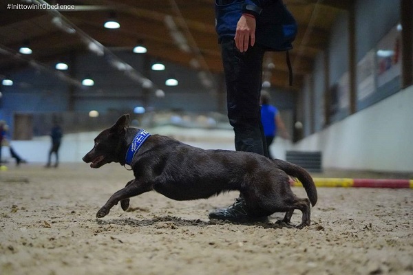 Kelpie som skickas från förarens vänstra sida